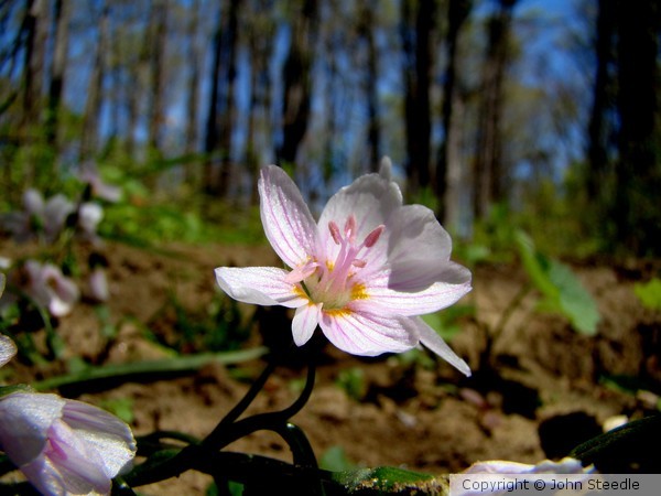 Spring 955