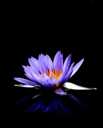 Blue Water Lily Flower