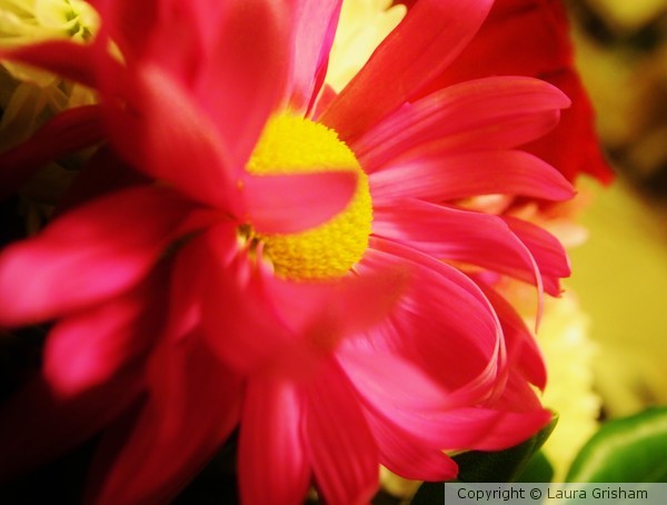 Pink Daisy