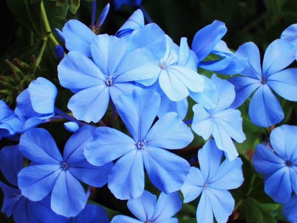 Blue Flowers