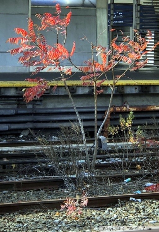 This Torch Tree (Rhus typhina) thrives between subway tracks, JFK Station, NYC, 12-12-2022