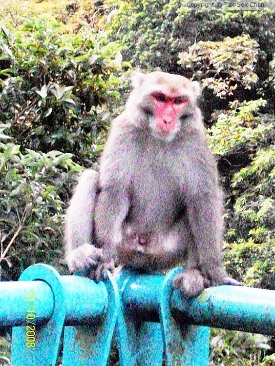 Macaca cyclopis, Taiwan, 11-10-2012