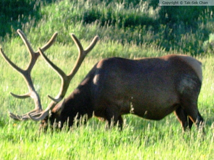 Rocky Mountain Elk (male) 07-14-2005