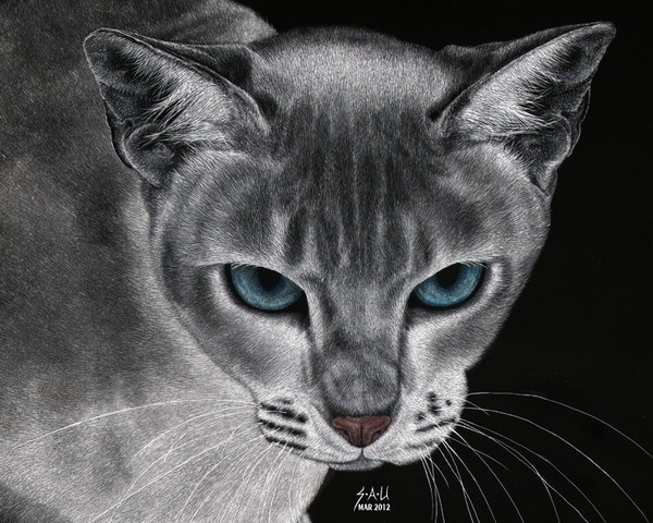 Flame Point Siemese Cat