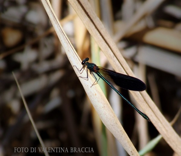 black dragonfly