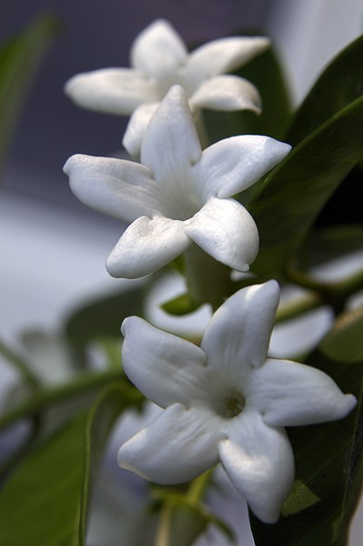 Wite Floral