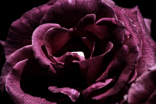 Cranberry Rose