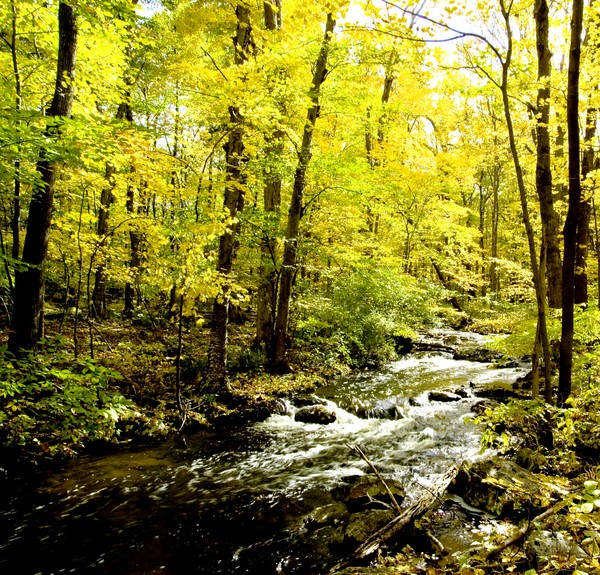 FALL STREAM  STOKES STATE FOREST