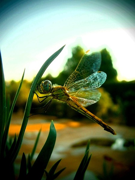 Dragonfly