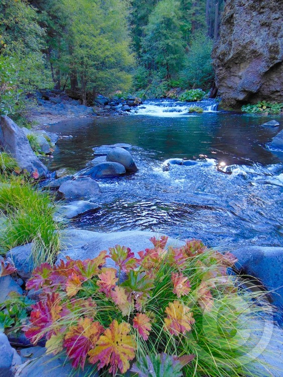 Indian Rhubarb and Deer Creek