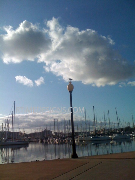 seagulls point of view