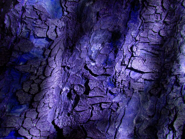 bark 05