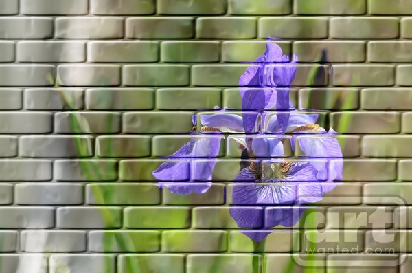 Lilly Bricks