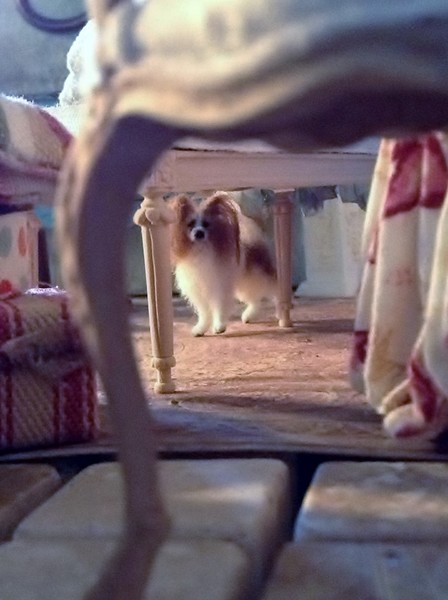 Papillon 