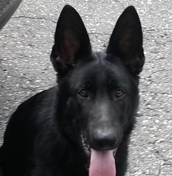 Wolf,Black German Shepherd