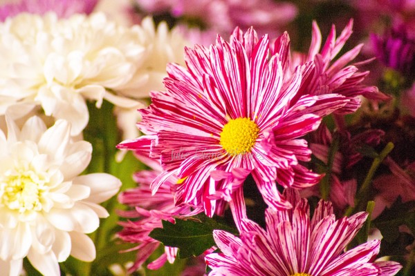 Cheerful