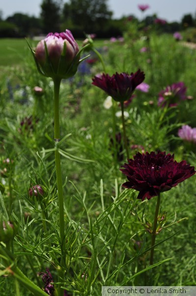 Burgundy Fields