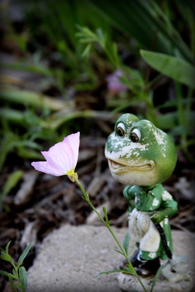 The Frog & The Flower