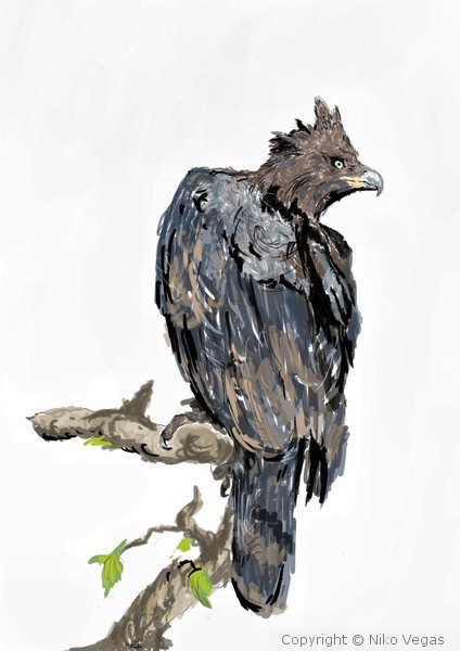Crown Eagle