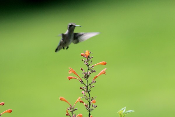 Hummer at Agastache 1