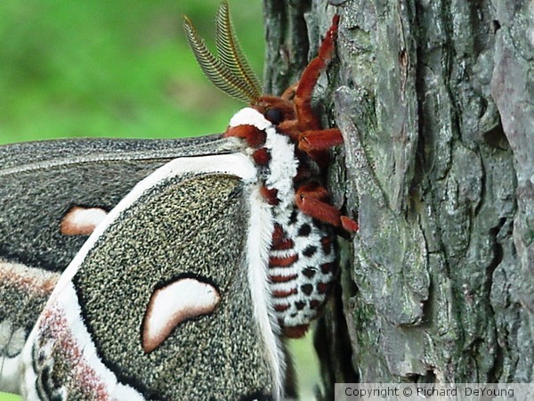 MOTH 1