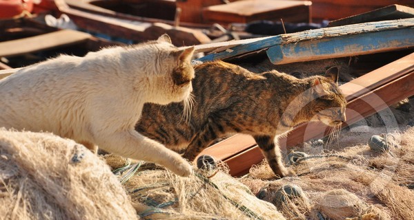 cats searching for food