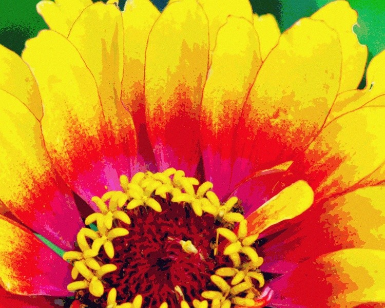 Zinnia Rainbow