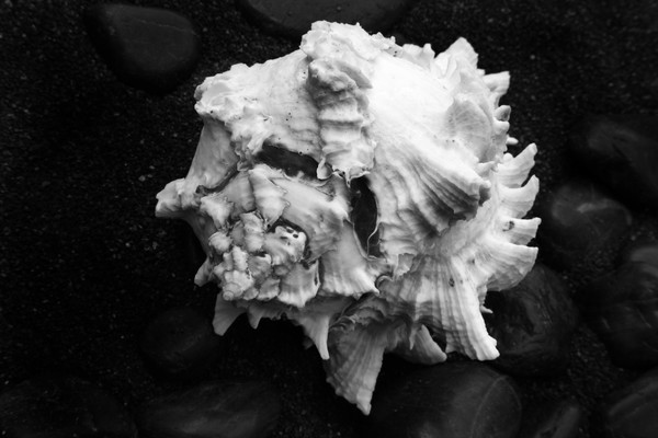Shell No.1