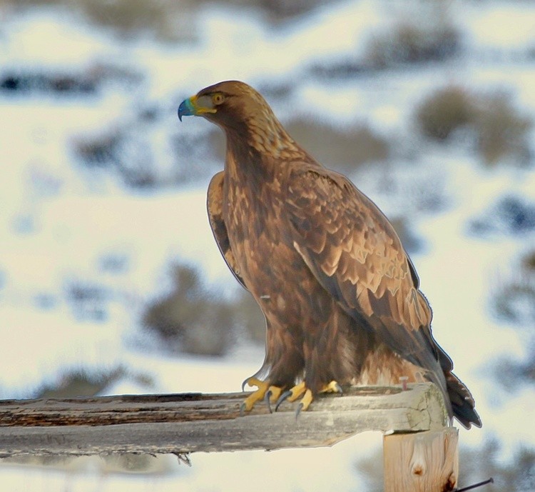 Golden Eagle 