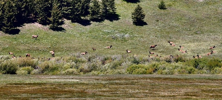 Elk