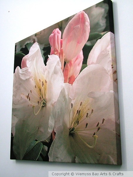 Rhododendron 2