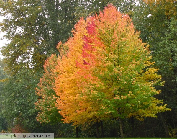 Fall Colours