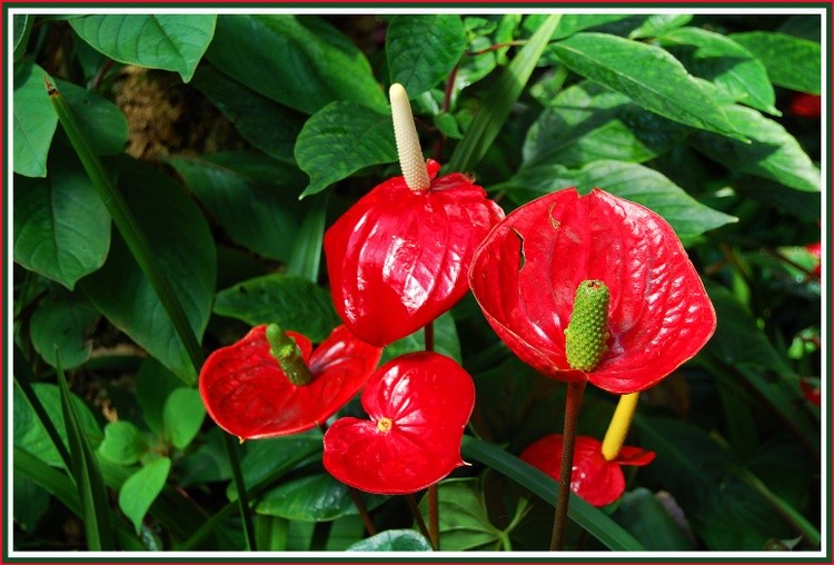Cracked Red Flower