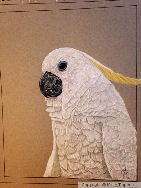 Cockatoo