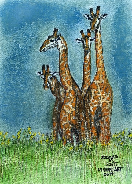 A Family of Giraffe's