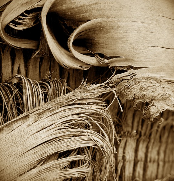 Palm Series No.4