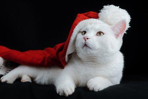christmas (21)