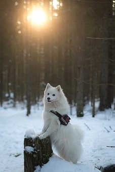 puppies (1)