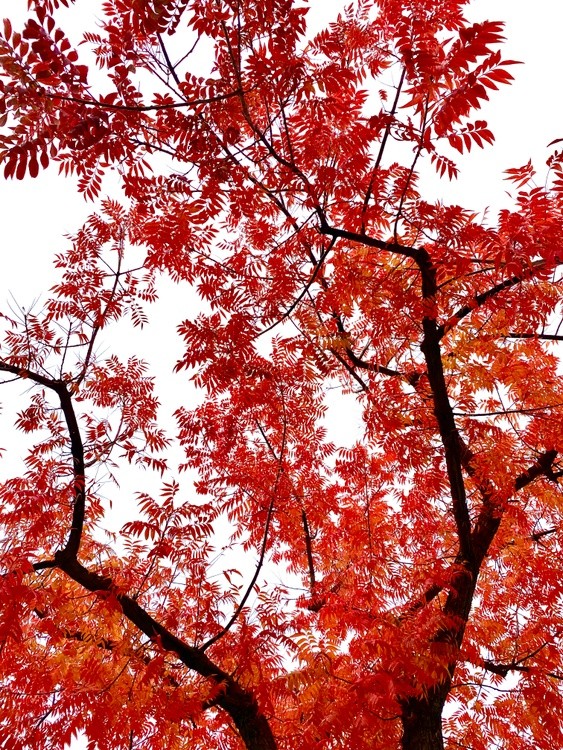 Pretty vibrant autumn 
