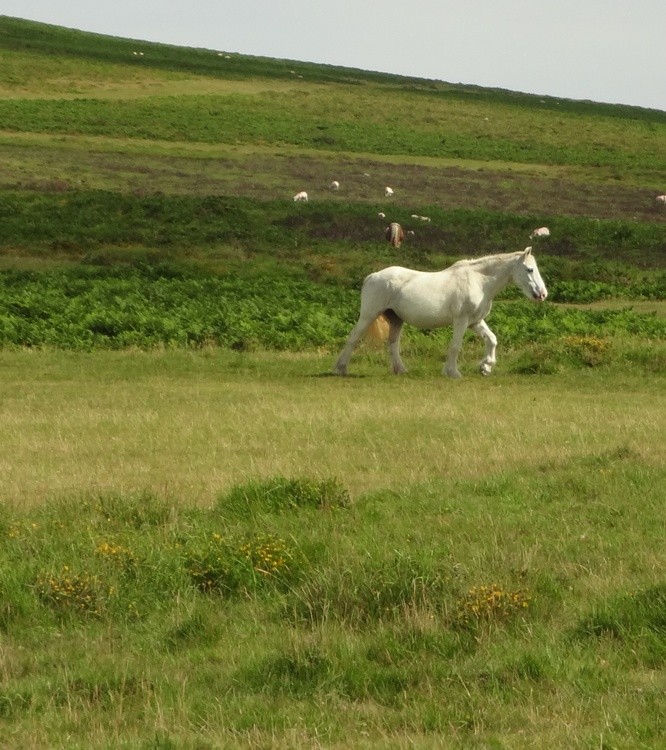 Horse of Cornwall