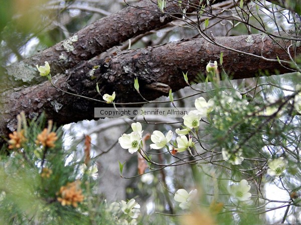 Dogwood in Bloom