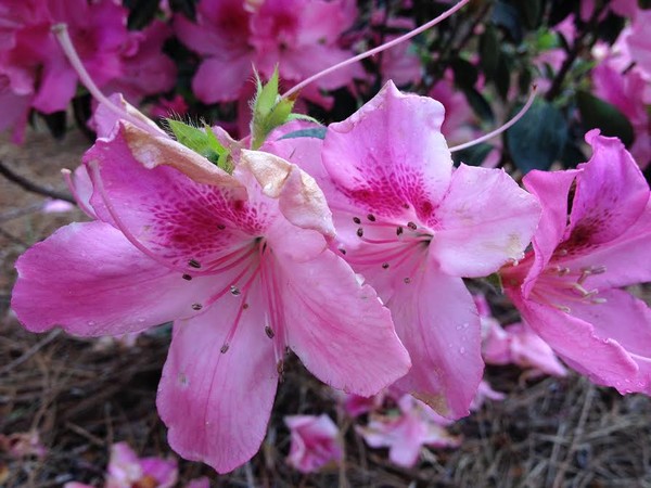 pink flower