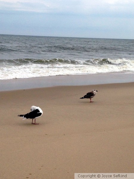 Gulls 4
