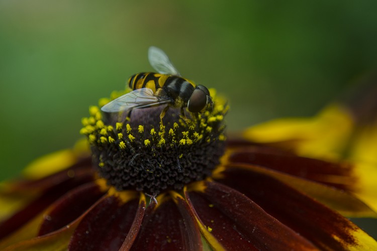 Tiny Bee at rest Color Macro Photo
