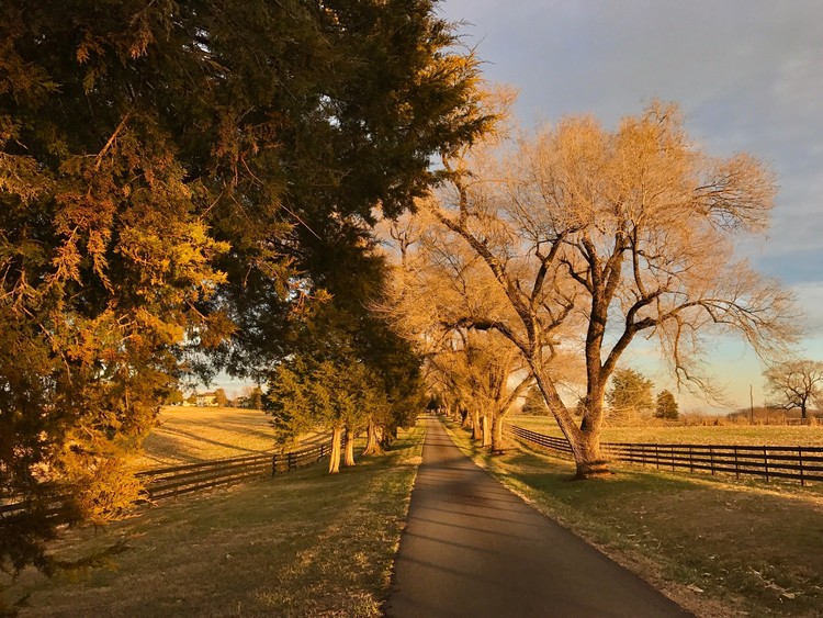 Golden Trees