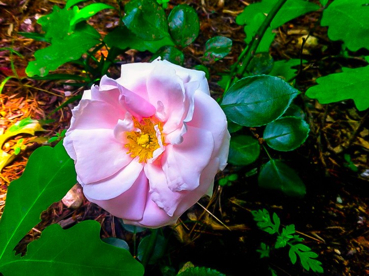 Crawling Rose