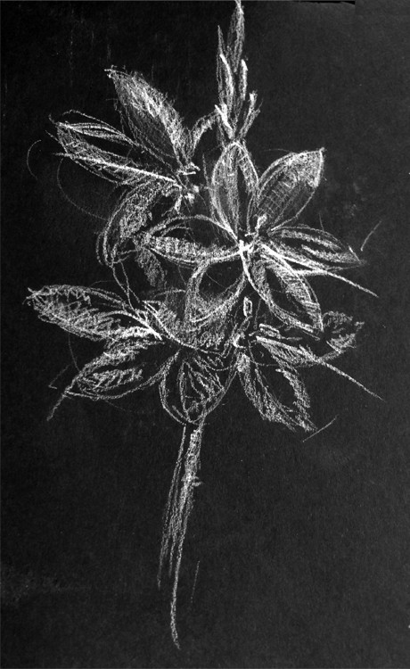 Hesperantha Drawing