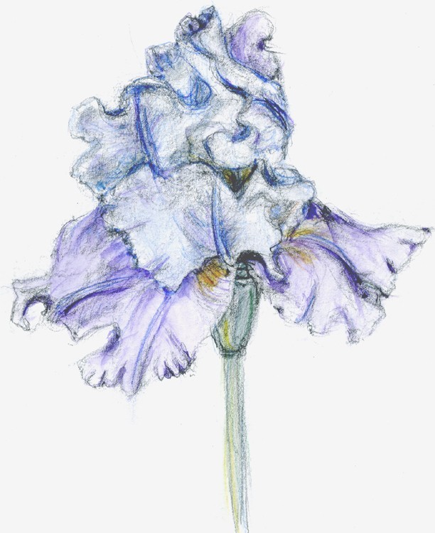 Iris Watercolor