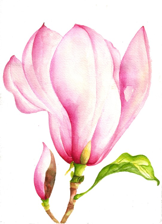 Magnolia