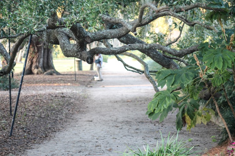 CHARLESTON3